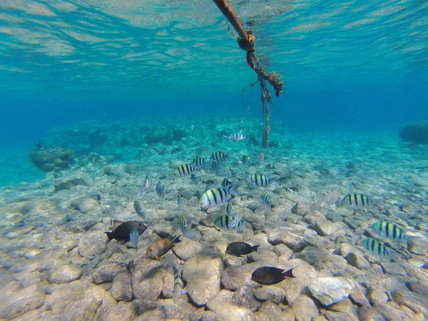 Pierres et coraux sur le fond marin — Photo