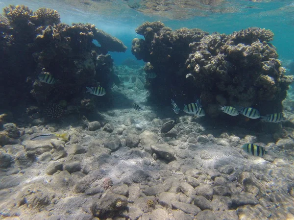 Pedras e corais no fundo do mar — Fotografia de Stock