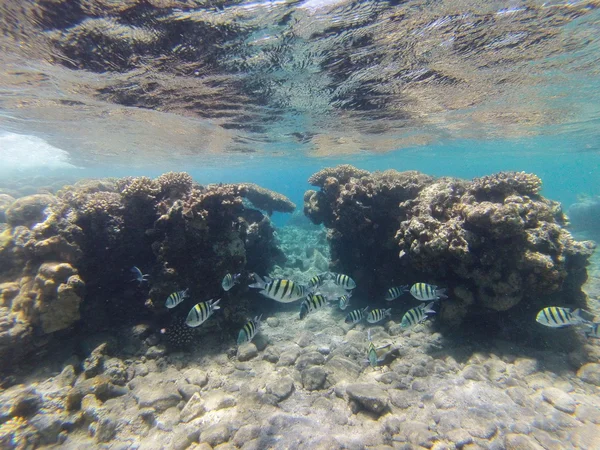 Pedras e corais no fundo do mar — Fotografia de Stock