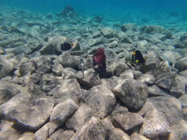 Stenen en koralen op de zeebodem — Stockfoto