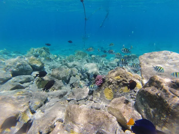 taşlar ve mercan dalacak üzerinde 
