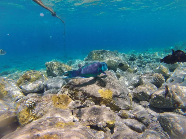 Piedras y corales en el fondo del mar —  Fotos de Stock