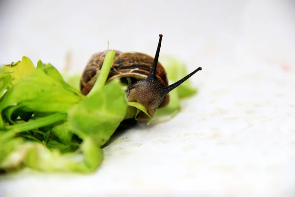 달팽이 먹는다 — 스톡 사진
