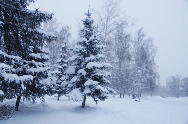 Parkta kış manzarası