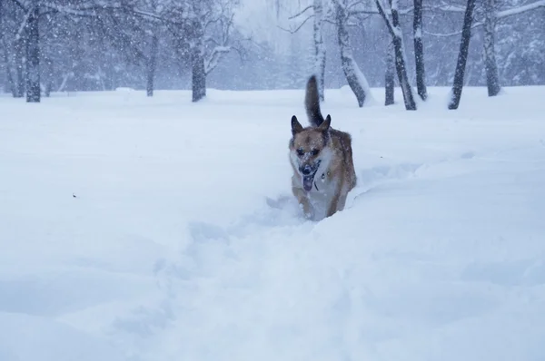 雪の上を歩いている犬 — ストック写真