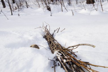 Bir kar üzerinde bir çırpı demet