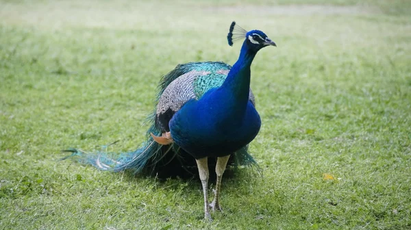 El pavo real — Foto de Stock