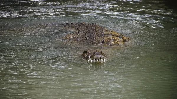 Cocodrilo nada en el agua — Foto de Stock