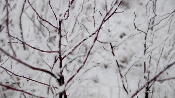 Rośliny zimą — Zdjęcie stockowe