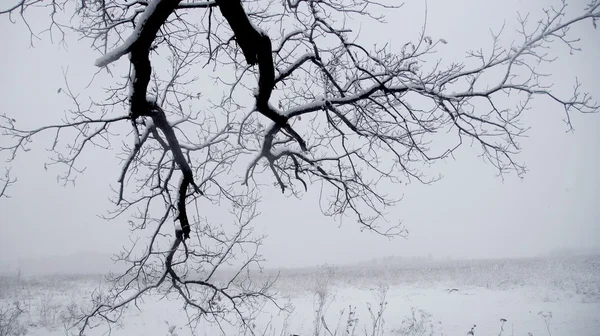 Гілки дерев на снігу — стокове фото