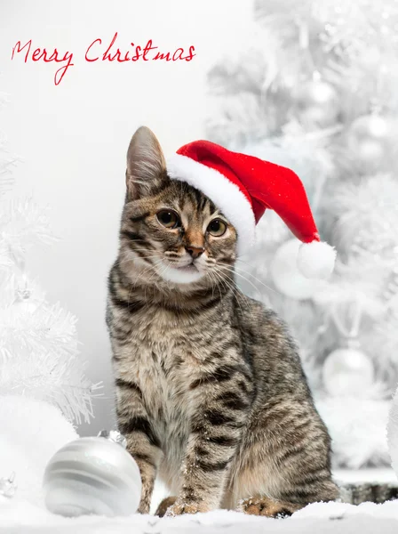 Gato de Natal no chapéu do Papai Noel vermelho perto da árvore de Natal — Fotografia de Stock