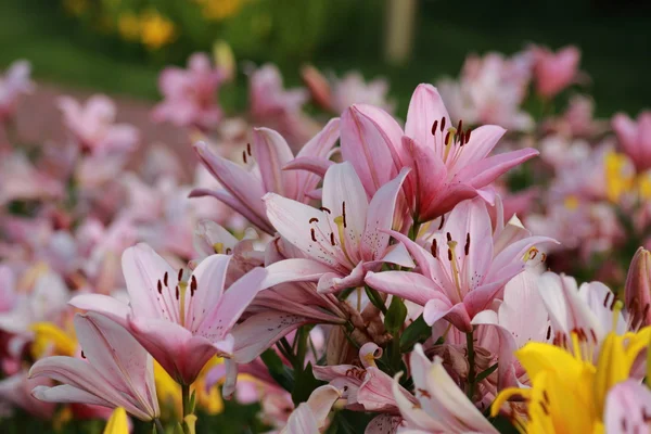 素敵な花 — ストック写真