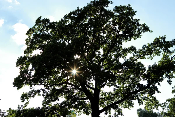 木と太陽の選択的フォーカス — ストック写真