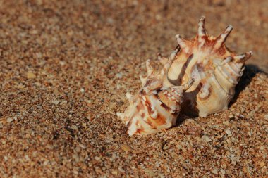 çok güzel deniz kabuğu