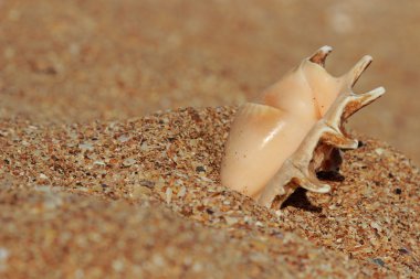 çok güzel deniz kabuğu