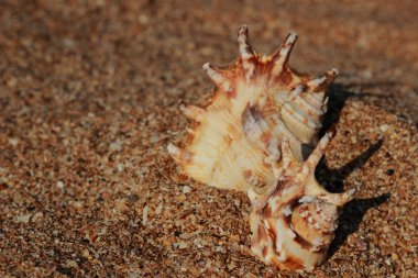 çok güzel deniz kabuğu