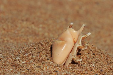 Seashell kum seçilen odak