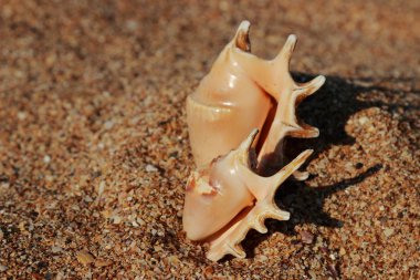 çok güzel deniz kabuğu