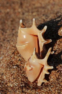 Seashell on the beach on summer vacation