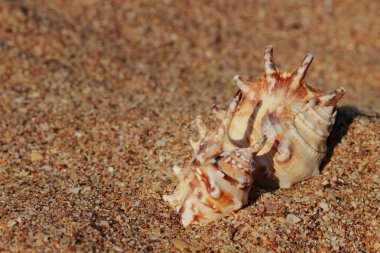 Seashell Tarih yaz sahilde tatil ve tatil