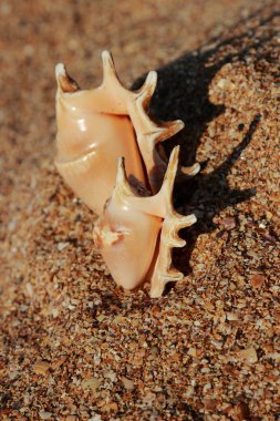 Seashell Tarih yaz sahilde tatil ve tatil