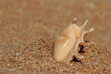 çok güzel deniz kabuğu