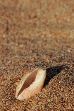 Seashell in the sand selected focus