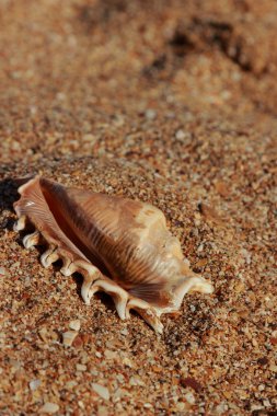 Seashell turizm ve Rekreasyon kavramı üzerine kum seçilen odak