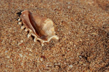 çok güzel deniz kabuğu