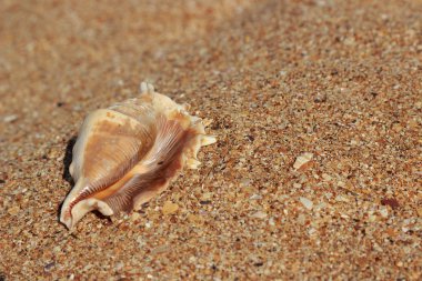 çok güzel deniz kabuğu