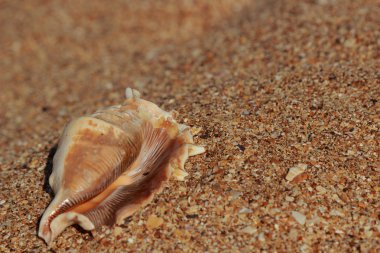 çok güzel deniz kabuğu
