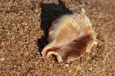 Beautiful seashell on the seashore on blurred