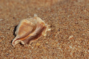 çok güzel deniz kabuğu