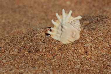 Seashell on the beach on summer vacation