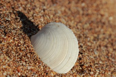 Sahil manzarasını kapat.