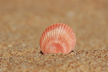 Seashell kum seçilen odak