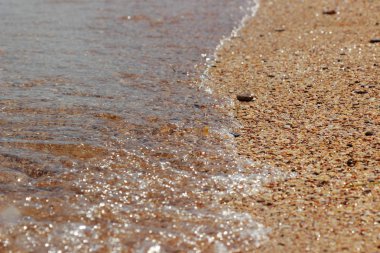 deniz kabuğu arka plan