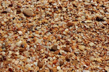 deniz kabuğu arka plan