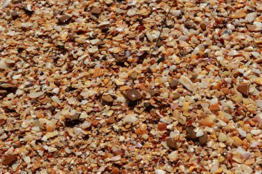 deniz kabuğu arka plan