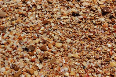 deniz kabuğu arka plan