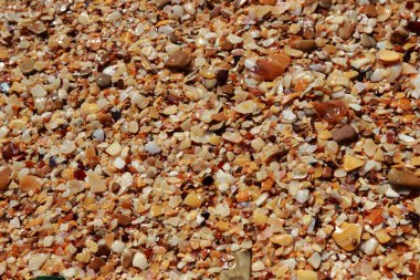 deniz kabuğu arka plan