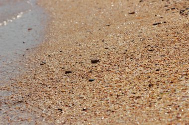 deniz kabuğu arka plan