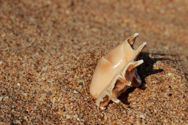 Kumlu bir plajın kıyısında denizyıldızı, Kerch, Kırım