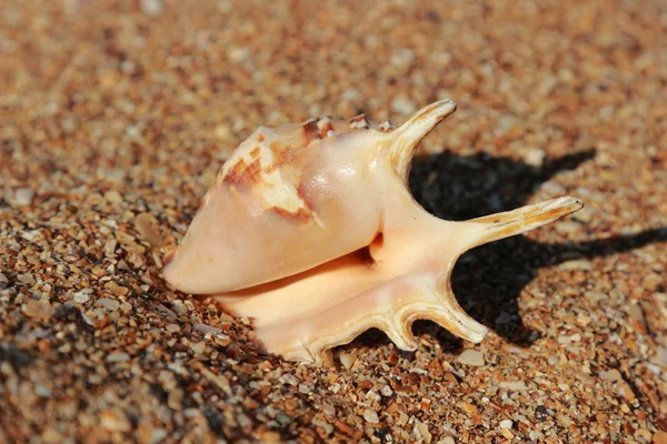 Seashell on the beach on summer vacation — 스톡 사진