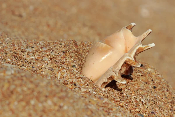 Seashell nella sabbia selezionato fuoco — Foto Stock