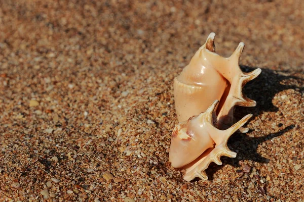 Beautiful seashell on the seashore on blurred — Stock Photo, Image