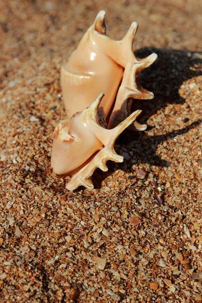 Bella conchiglia sulla riva del mare su offuscata — Foto Stock