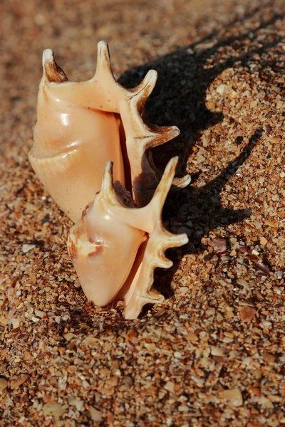 Lovely sea shell — Stock Photo, Image