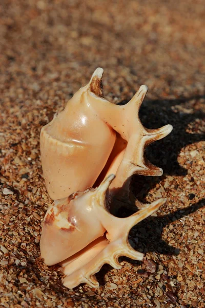 Guscio marino — Foto Stock