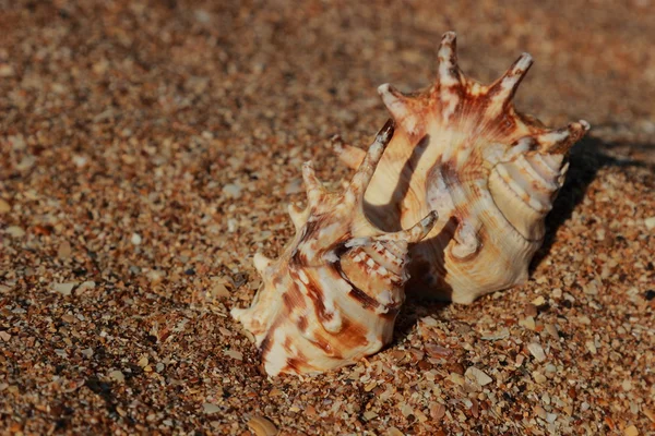 Homokba Seashell Kiválasztott Összpontosítani Koncepció Turizmus Szabadidő — Stock Fotó